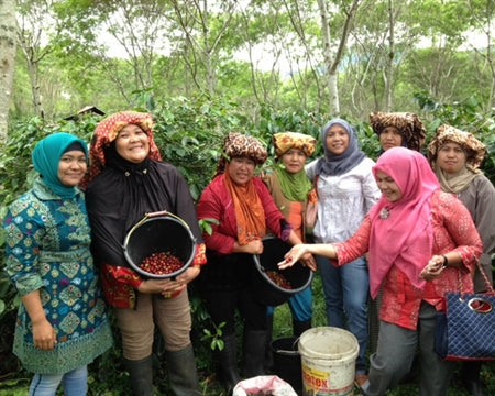SUMATRA ORGANIC ADSENIA MANDHELING TRIPLE PICKED GRADE 1 - *50020* - 24377 - SPOT RCWHSE