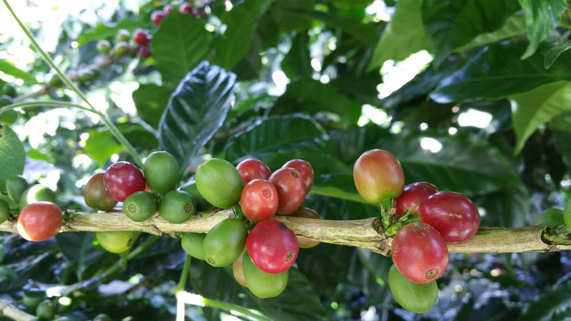 Brazil Mogiana SS FC 17/18 - *50630* - 24675 - 60.0 kg Bags - SPOT RCWHSE
