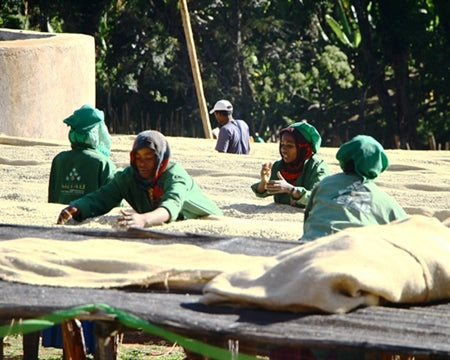 ROYAL GEM ETHIOPIA GUJI HAMBELA 1 WASHED ORGANIC ALAKA 50 Lb - 102 - 28452 - SPOT RCWHSE R2
