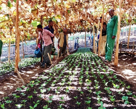 ETHIOPIA YIRGACHEFFE GEDEB 1 WASHED ORGANIC CHELBESA - 122 - 28467 - GrainPro Bags - SPOT RCWHSE