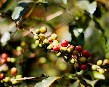 Kenya Nyeri Thageini AB - 45KE2008 - 35310 - GrainPro Bags - SPOT RCWHSE