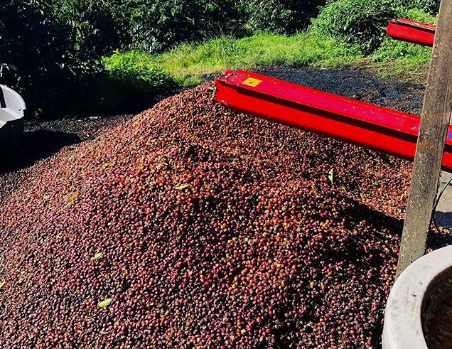 Hawaii Kona Aloha Farms Prime - 32532 - 45.4 kg GrainPro Bags - SPOT RCWHSE