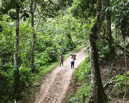 NICARAGUA FT-FLO ORGANIC ALTO DE JINOTEGA SHG EP - *52237* - 26828-1 - SPOT COSEATAC
