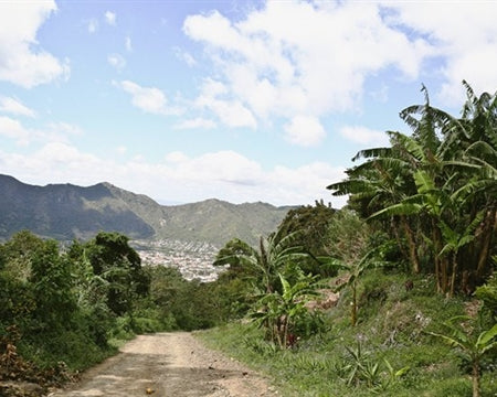 NICARAGUA FT-FLO ORGANIC ALTO DE JINOTEGA DE COOMULFAC SHG EP - 32001 - SPOT RCWHSE