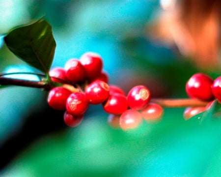 Mexico Altura HG EP - 30338 - SPOT RCWHSE
