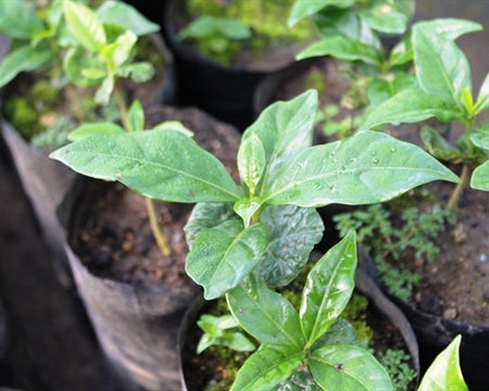 Mexico Altura Finca San Carlos - Lot 1 *49722* - 24712 - SPOT RCWHSE