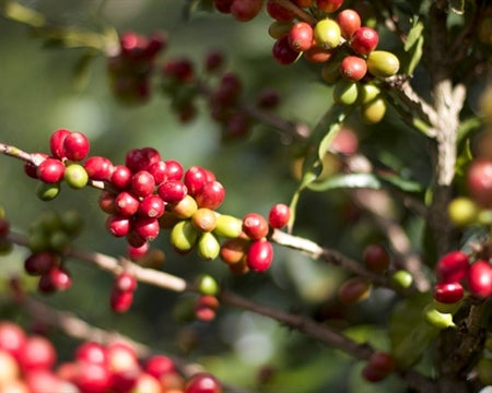 Honduras Marcafe SHG EP - 36766 - SPOT RCWHSE