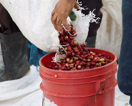 PERU FT-FLO/USA ORGANIC PRONATUR SHB EP - 33883 - SPOT SEAFORTH