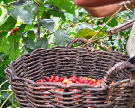 PERU ORGANIC APROCASSI NATURAL - 34644 - GrainPro Bags - SPOT RCWHSE