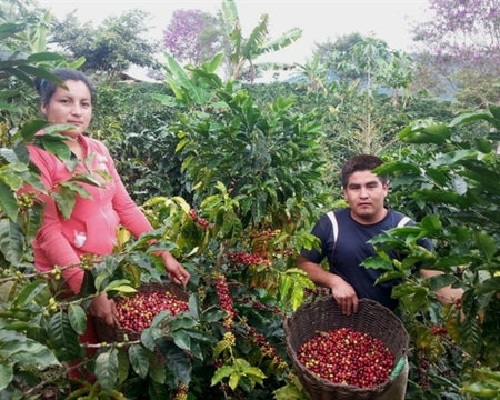 PERU ORGANIC APROEXPORT - 31873 - SPOT RCWHSE