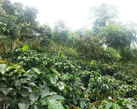 PERU FT-FLO ORGANIC APROEXPORT - 35044-1 - SPOT SEAFORTH