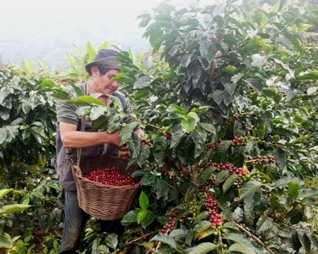 PERU ORGANIC APROEXPORT - 31873 - SPOT RCWHSE