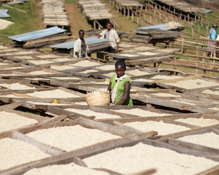 ETHIOPIA YIRGACHEFFE 2 WASHED FT-FLO/USA ORGANIC ARAMO - 33326-1 - GrainPro Bags - SPOT COMIDWEST