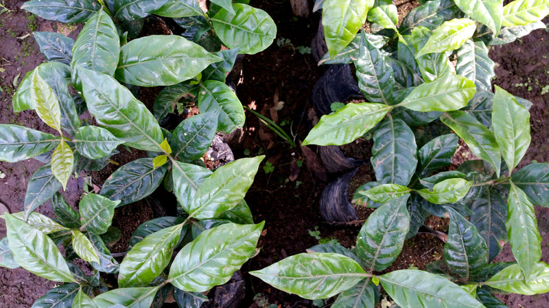 ETHIOPIA YIRGACHEFFE 2 WASHED FT-FLO/USA ORGANIC ARAMO - 33326-1 - GrainPro Bags - SPOT COMIDWEST