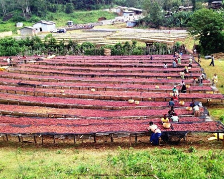 Ethiopia Yirgacheffe 1 Natural Aricha - 32094-1 - GrainPro Bags - SPOT COSEATAC