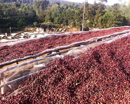 Ethiopia Yirgacheffe 1 Natural Aricha - 32094 - GrainPro Bags - SPOT RCWHSE