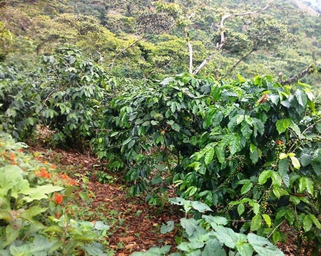 PAPUA NEW GUINEA ORGANIC KONKUA A - 29573 - Ecotact Bags - SPOT RCWHSE