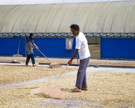 SUMATRA ORGANIC BENER MERIAH BURNI TELONG GRADE 1 - 33585 - SPOT RCWHSE