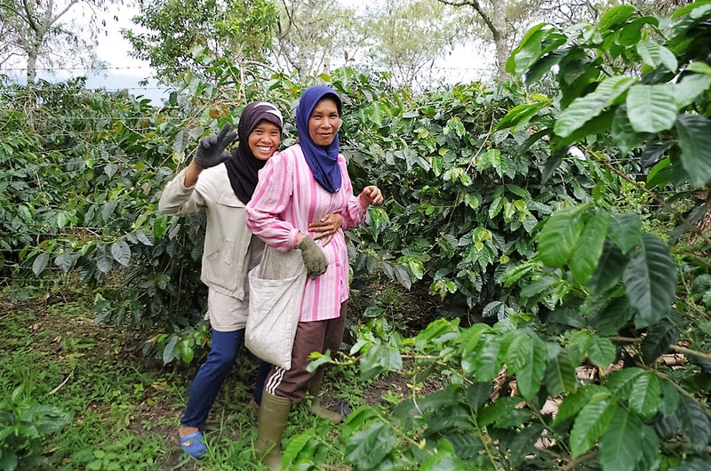 Sumatra Bener Meriah Mandheling Grade 1 - *48786* - 24447 - SPOT RCWHSE