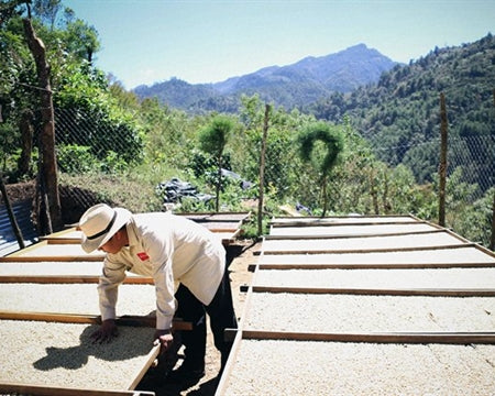 GUATEMALA FT-USA ORGANIC HUEHUETENANGO ASOBAGRI SHB EP - 33993 - Ecotact Bags - SPOT RCWHSE