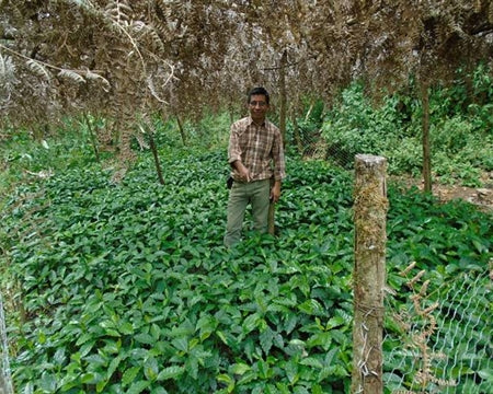 GUATEMALA FT-FLO ORGANIC SMITHSONIAN BIRD FRIENDLY HUEHUETENANGO ASOBAGRI SHB EP - *52117* - 26953 - SPOT RCWHSE