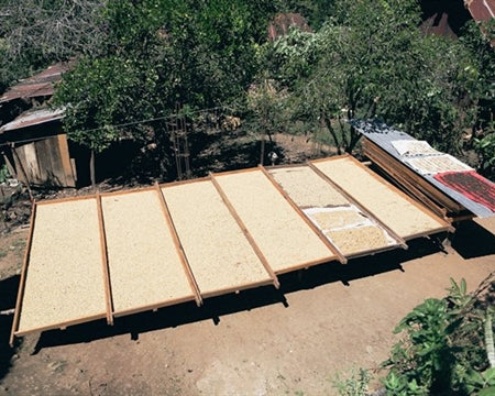 DECAF GUATEMALA FT-FLO ORGANIC HUEHUETENANGO ASOBAGRI ROYAL SELECT SWISS WATER PROCESS - 32033 - SPOT SEAFORTH