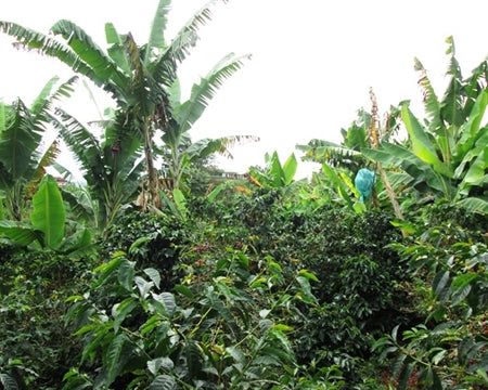 COLOMBIA FT-FLO ORGANIC HUILA ASOPCAFA - 30887-2 - 70.2 kg Bags - SPOT SEAFORTH