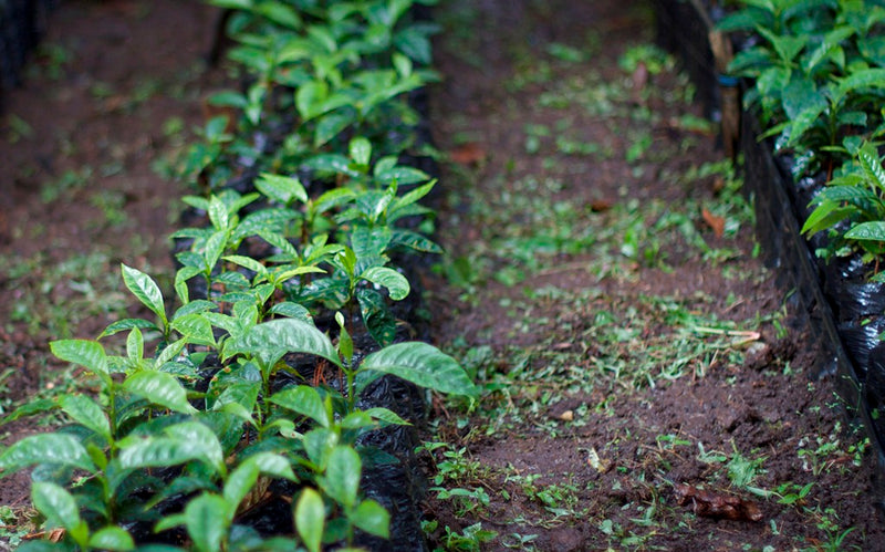 Colombia Tolima Planadas Dulce Natural Caturra - *51458* - 25717 - GrainPro Bags - SPOT RCWHSE