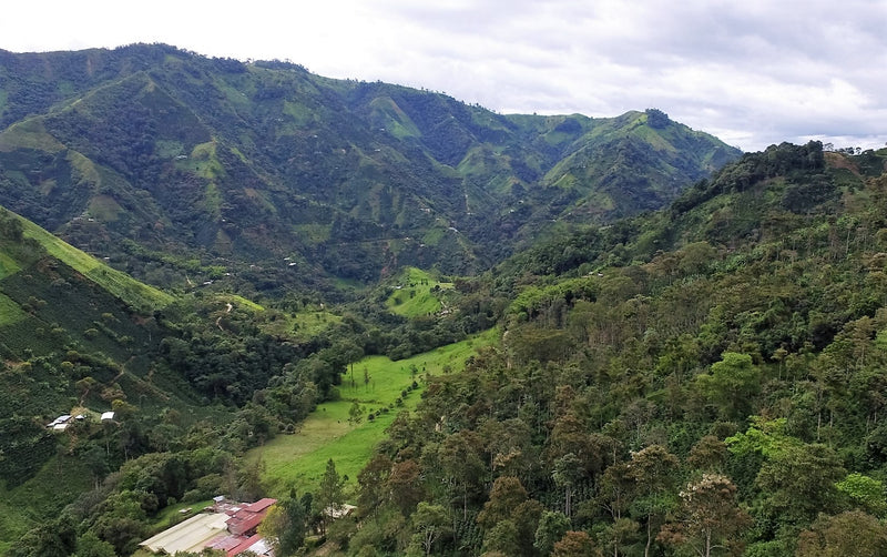 Colombia Tolima Planadas Dulce Natural Caturra - *51458* - 25717 - GrainPro Bags - SPOT RCWHSE