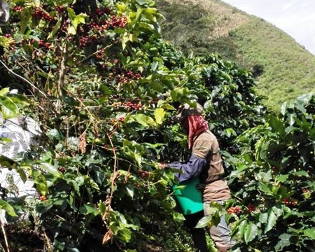 COLOMBIA ORGANIC TOLIMA GRANDE - 37490 - 69.9 kg Ecotact Bags - SPOT RCWHSE