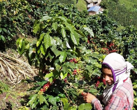 COLOMBIA ORGANIC TOLIMA - 36198 - 69.9 kg GrainPro Bags - SPOT RCWHSE