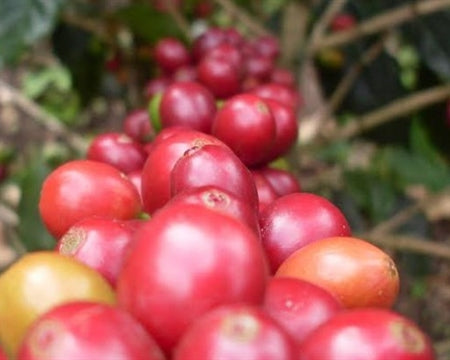 COLOMBIA FARMGATE ORGANIC RED ECOLSIERRA BLEND - *49604* - 25900 - 70.1 kg GrainPro Bags - SPOT RCWHSE