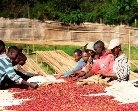 ETHIOPIA YIRGACHEFFE 3 NATURAL FT ORGANIC HALO BARITI - Lot 2 *48906W* - 25852 - GrainPro Bags - SPOT COSEATAC