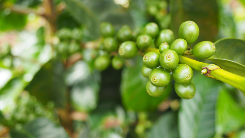 Crown Jewel Ethiopia Worka-Sakaro Wuri Washed Grade Zero - *CJ1435* - 24773 - SPOT RCWHSE