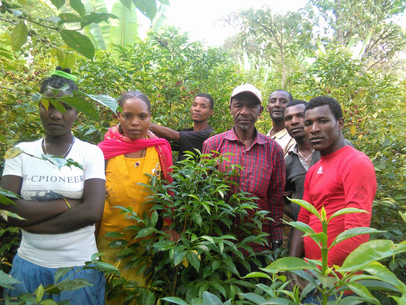 ETHIOPIA YIRGACHEFFE GEDEB 1 NATURAL ORGANIC CHELBESA BEKELE DUKALE - *50541* - 25456 - GrainPro Bags - SPOT RCWHSE