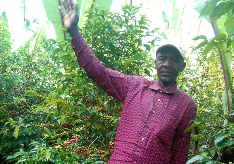 ETHIOPIA YIRGACHEFFE 1 NATURAL ORGANIC WORKA CHELBESA BEKELE DUKALE - 28198-2 - GrainPro Bags - SPOT RCWHSE