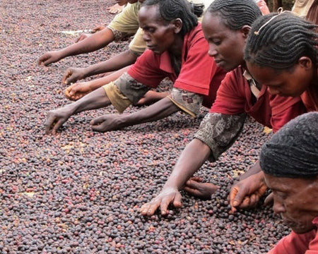 ETHIOPIA YIRGACHEFFE 4 NATURAL FT ORGANIC BILOYA - 30126 - GrainPro Bags - SPOT RCWHSE