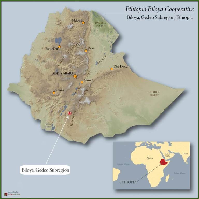 ETHIOPIA YIRGACHEFFE 2 WASHED FT-FLO/USA ORGANIC BILOYA - 36581-1 - GrainPro Bags - SPOT SEAFORTH
