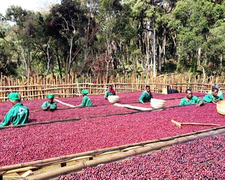 ETHIOPIA GUJI HAMBELA 1 NATURAL ORGANIC BUKU - 314 - 28462 - GrainPro Bags - SPOT COSEATAC C2
