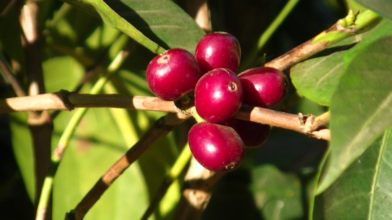 Ethiopia Guji 3 Natural - Lot 469 *51584R* - 27668 - GrainPro Bags - SPOT RCWHSE