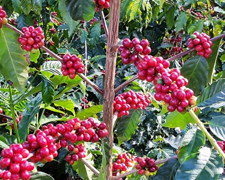 El Salvador Finca El Guarumal Natural Caturra - *49809H* - 25421 - GrainPro Bags - SPOT DUPUYHOU