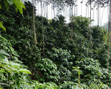 El Salvador Finca El Guarumal Natural Caturra - *49809H* - 25421 - GrainPro Bags - SPOT DUPUYHOU