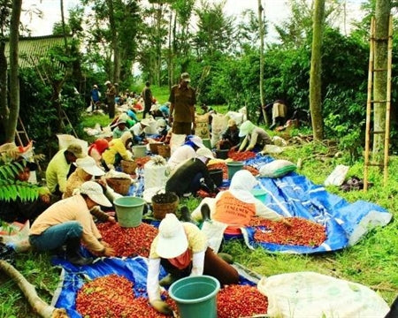 Java Robusta Washed Wib-1 Large Bean - 36255 - GrainPro Bags - SPOT SHANGHAI