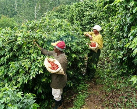 Jamaica Blue Mountain Grade 1 - St. Clouds Estate - 37484 - SPOT SHANGHAI
