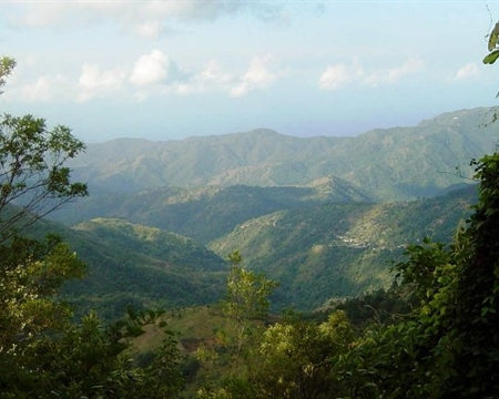 Jamaica Blue Mountain Clydesdale Estate Grade 1 - *51091* - 24717 - 15.0 kg Barrels - SPOT RCWHSE
