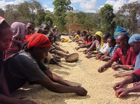 ETHIOPIA SIDAMA 2 WASHED ORGANIC BOA BEDEGELO - 29550 - Ecotact Bags - SPOT RCWHSE
