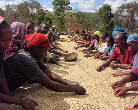 ETHIOPIA SIDAMA 2 WASHED FT-FLO/USA ORGANIC BOA BEDEGELO - 30697 - Ecotact Bags - SPOT RCWHSE