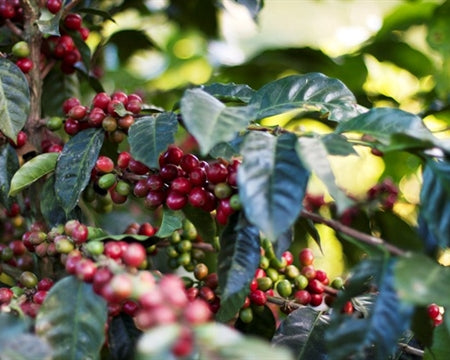 ETHIOPIA YIRGACHEFFE 1 ORGANIC NATURAL BANKO CHELCHELE BOGALE TURIKU  - 29104 - GrainPro Bags - SPOT RCWHSE
