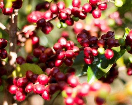 ETHIOPIA SIDAMA 2 WASHED FT-FLO/USA ORGANIC BUNA BOKA - *50702* - 24914 - Ecotact Bags - SPOT RCWHSE
