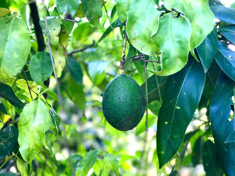 BRAZIL ORGANIC RFA FAZENDA KLEM NATURAL RED CATUAI 15+ - *48228* - 25963 - 60.0 kg Videplast Bags - SPOT RCWHSE